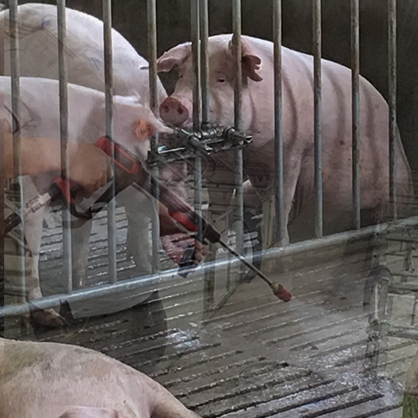 養(yǎng)殖場豬舍高壓清洗方案
